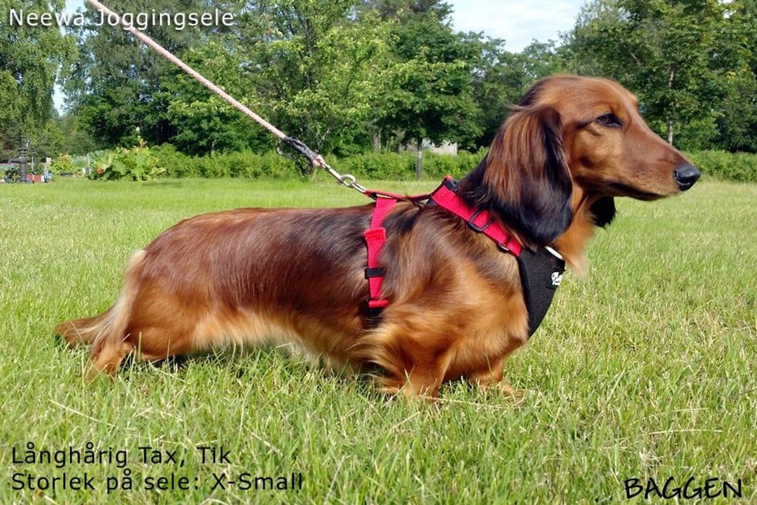 Joggingsele Röd, view: 4