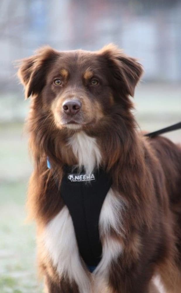 Joggingsele Svart, view: 3