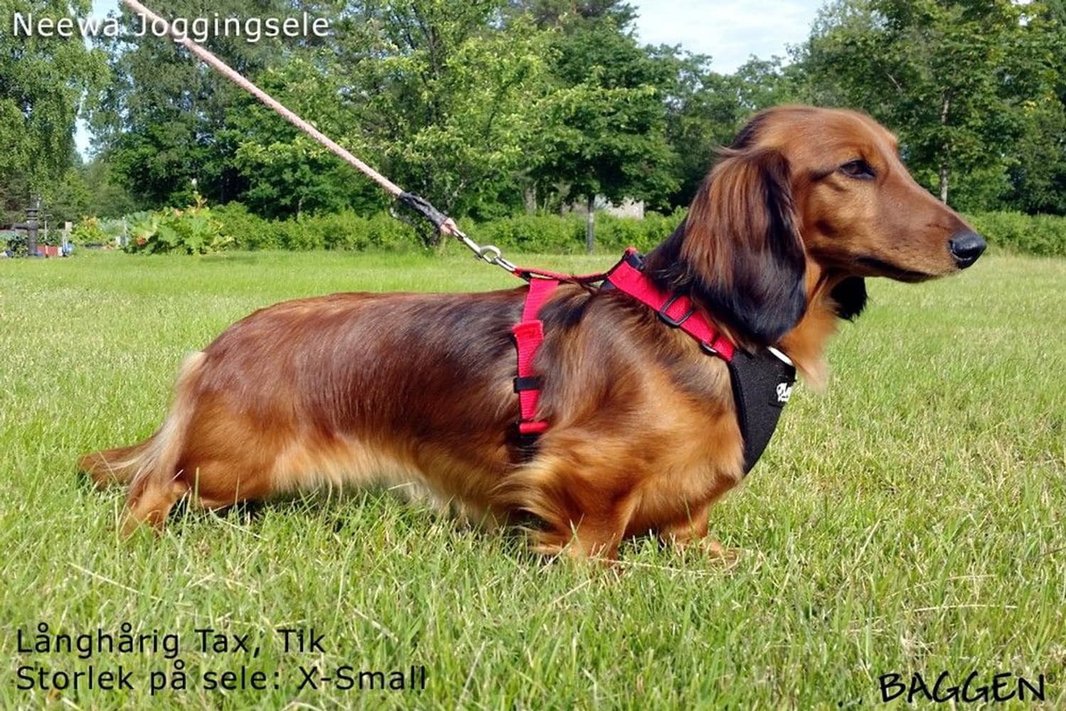 Joggingsele Svart, view: 12