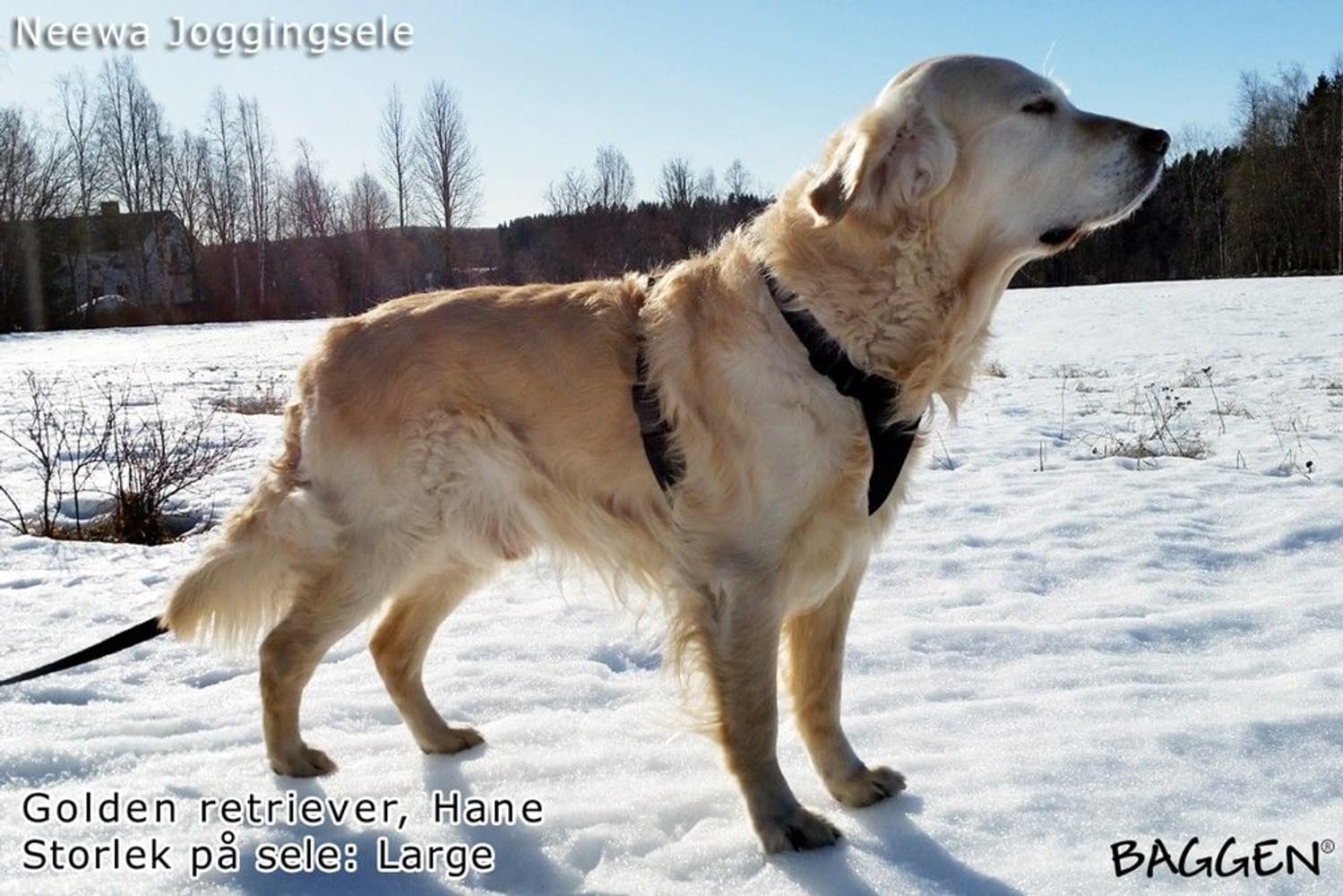 Joggingsele Svart, view: 4