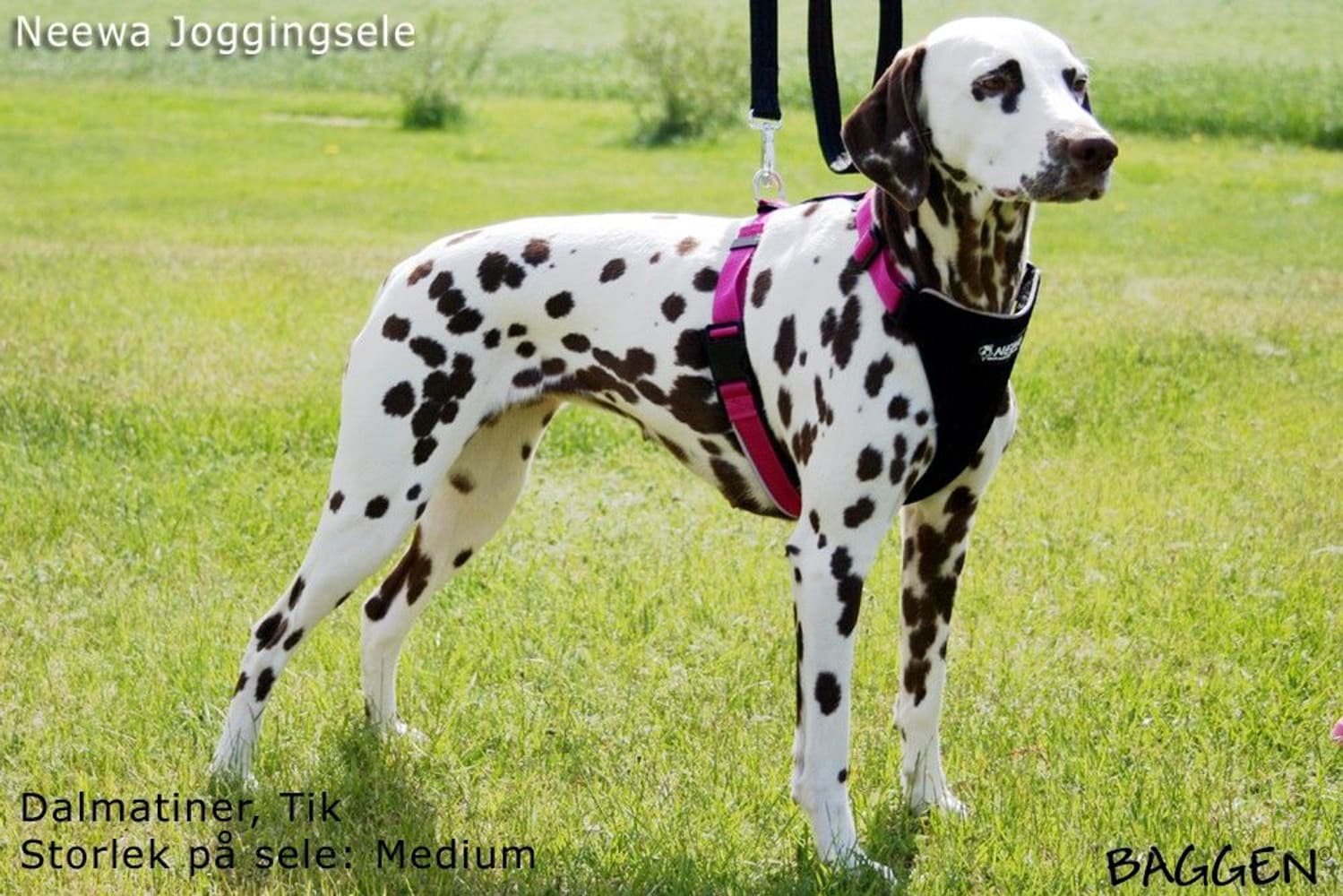 Joggingsele Svart, view: 7