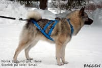 Sled dog - X-back Gul - view: 2