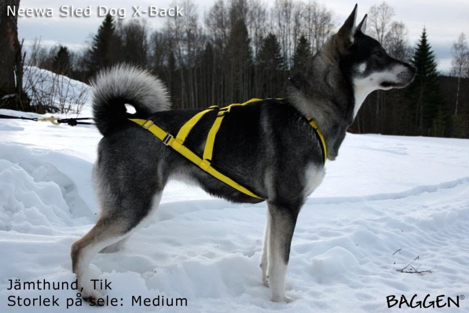 Sled dog - X-back Gul, view: 4