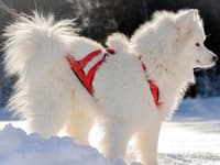 Sled Dog X-Back Rød - view: 1