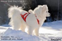 Sled dog - X-back Gul - view: 5