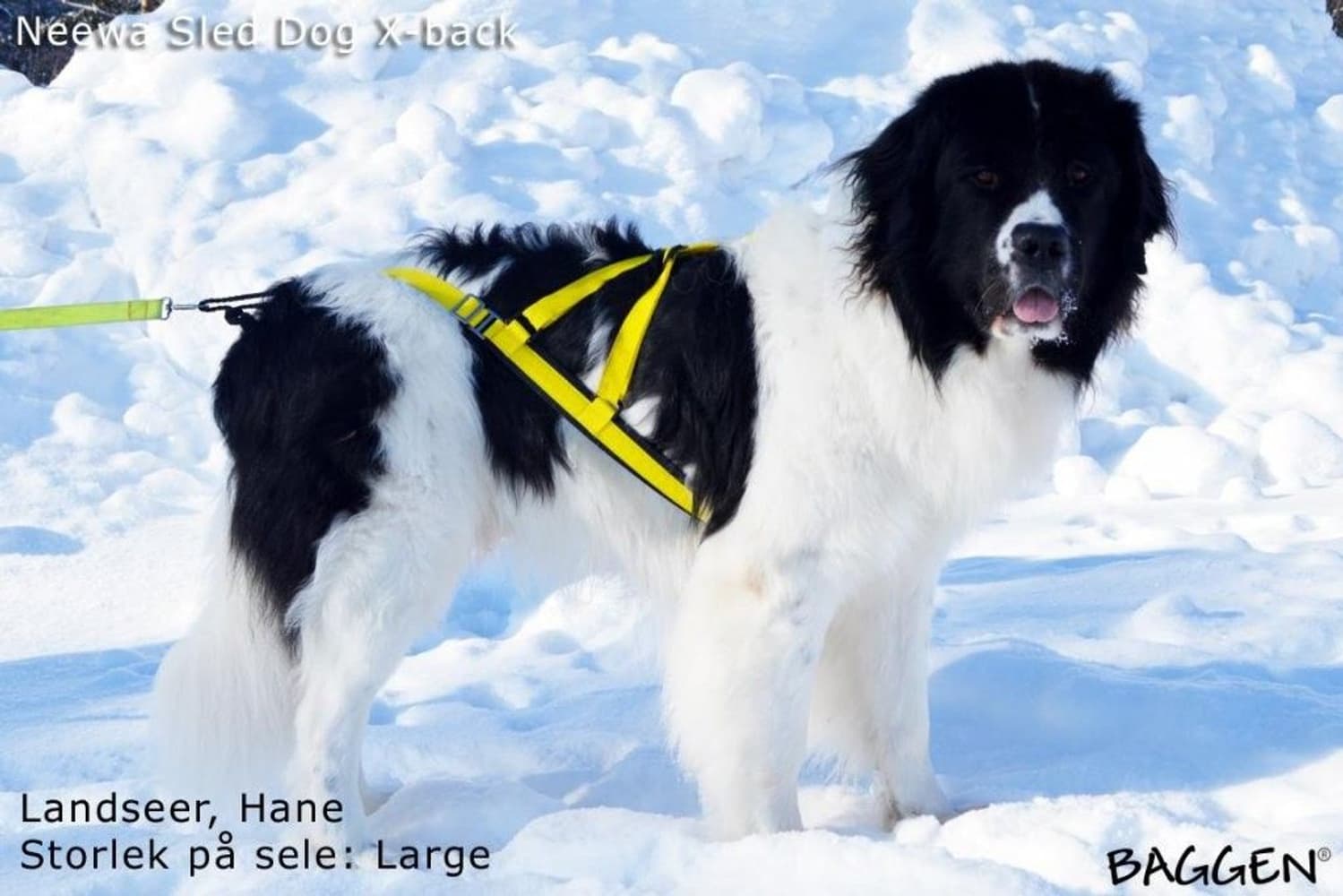 Sled dog - X-back Gul, view: 3