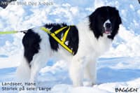 Sled dog - X-back Gul - view: 3