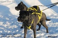 Sled Dog X-Back Blå - view: 3