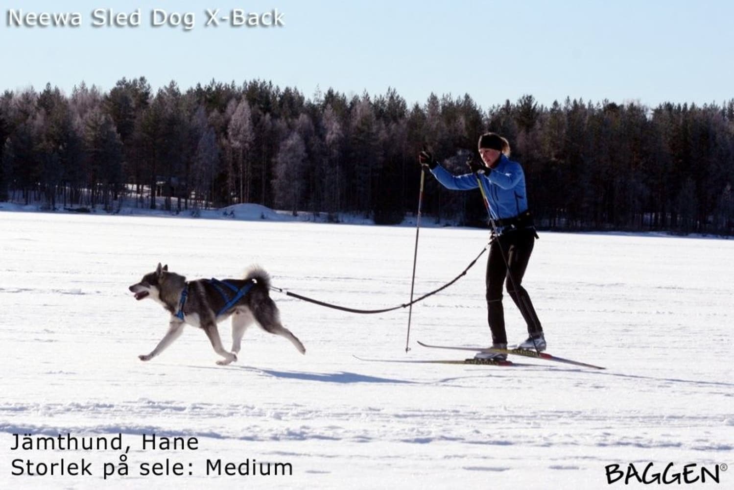 Sled dog - X-back Gul, view: 1