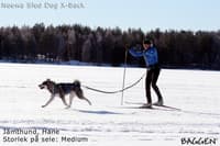 Sled dog - X-back Gul - view: 1