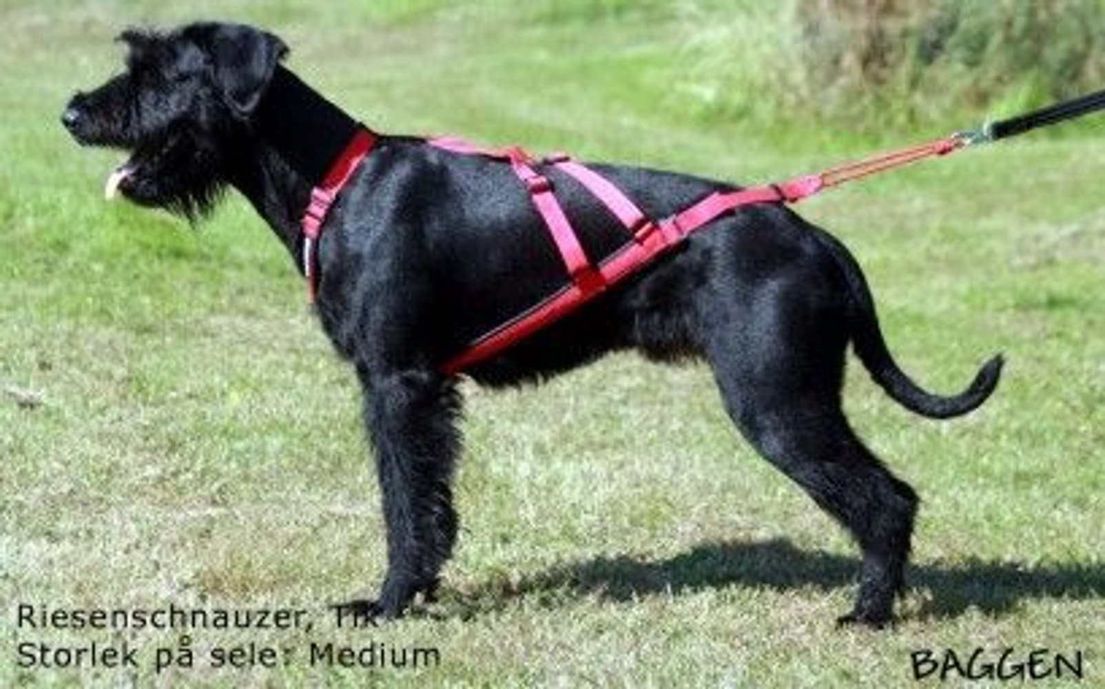 Sled Dog X-Back Blå, view: 2