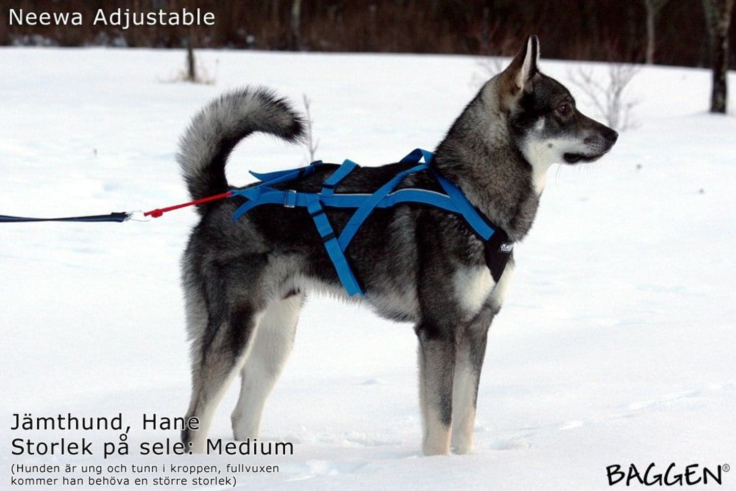 Adjustable Trekksele Blå, view: 5