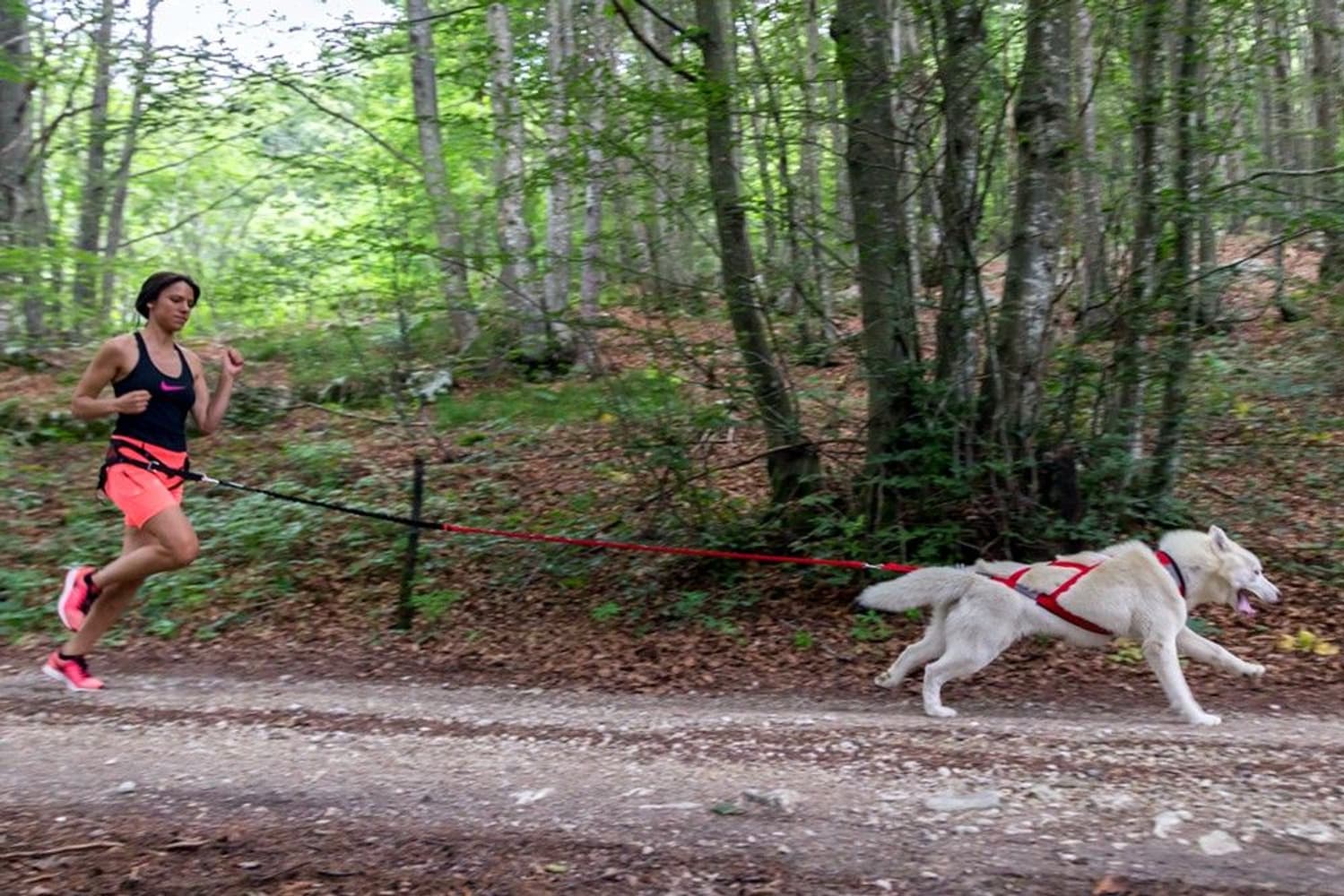 Racing Tug Line med Bungee / 2 hundar, view: 1