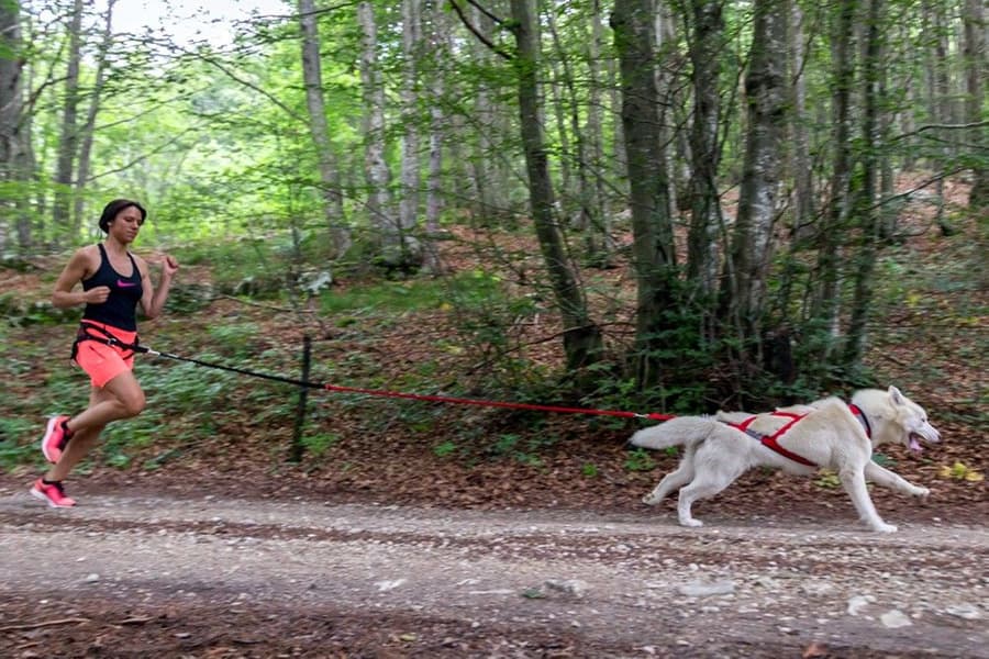 Racing Tug Line med Bungee / 2 hundar, view: 1