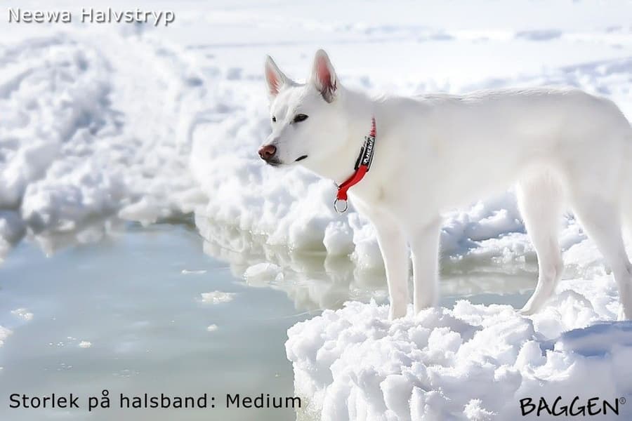 Halvstrup Rød, view: 3