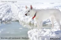 Halvstrup Rød - view: 3