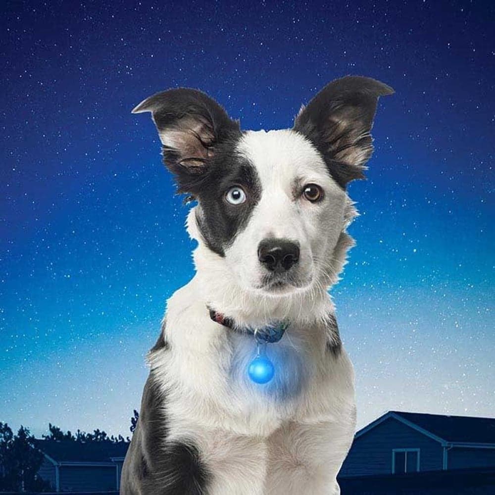 SpotLit Collar Light White, view: 4