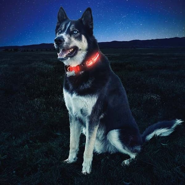 Nite Dawg LED Dog Collar Medium Red, view: 2