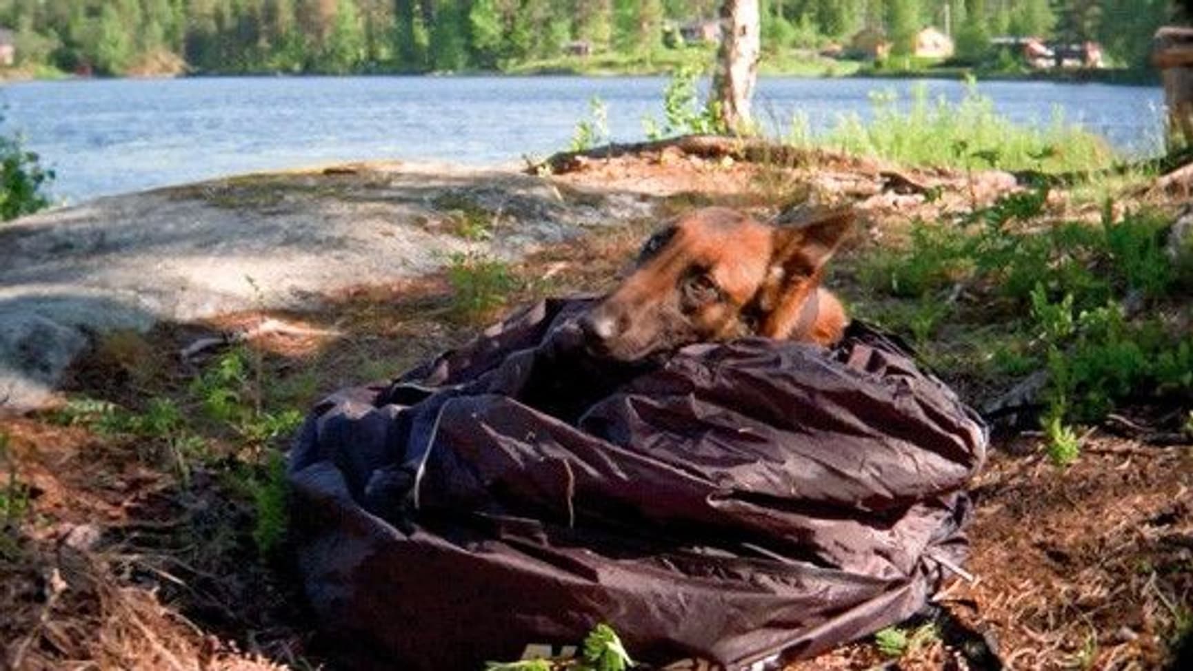 Varmesekk/Seng Fôret S, view: 2