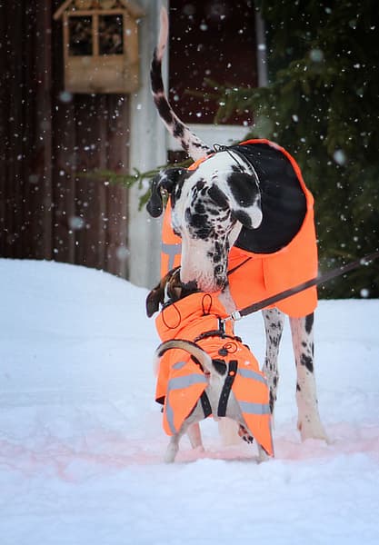 Ohto Dog Wind Jacket Grid 50 cm, view: 5
