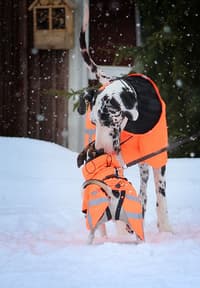 Ohto Dog Wind Jacket Grid 50 cm - view: 5