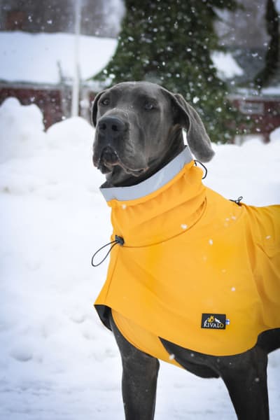 Niva Dog Raincoat Buttercup 50 cm, view: 5
