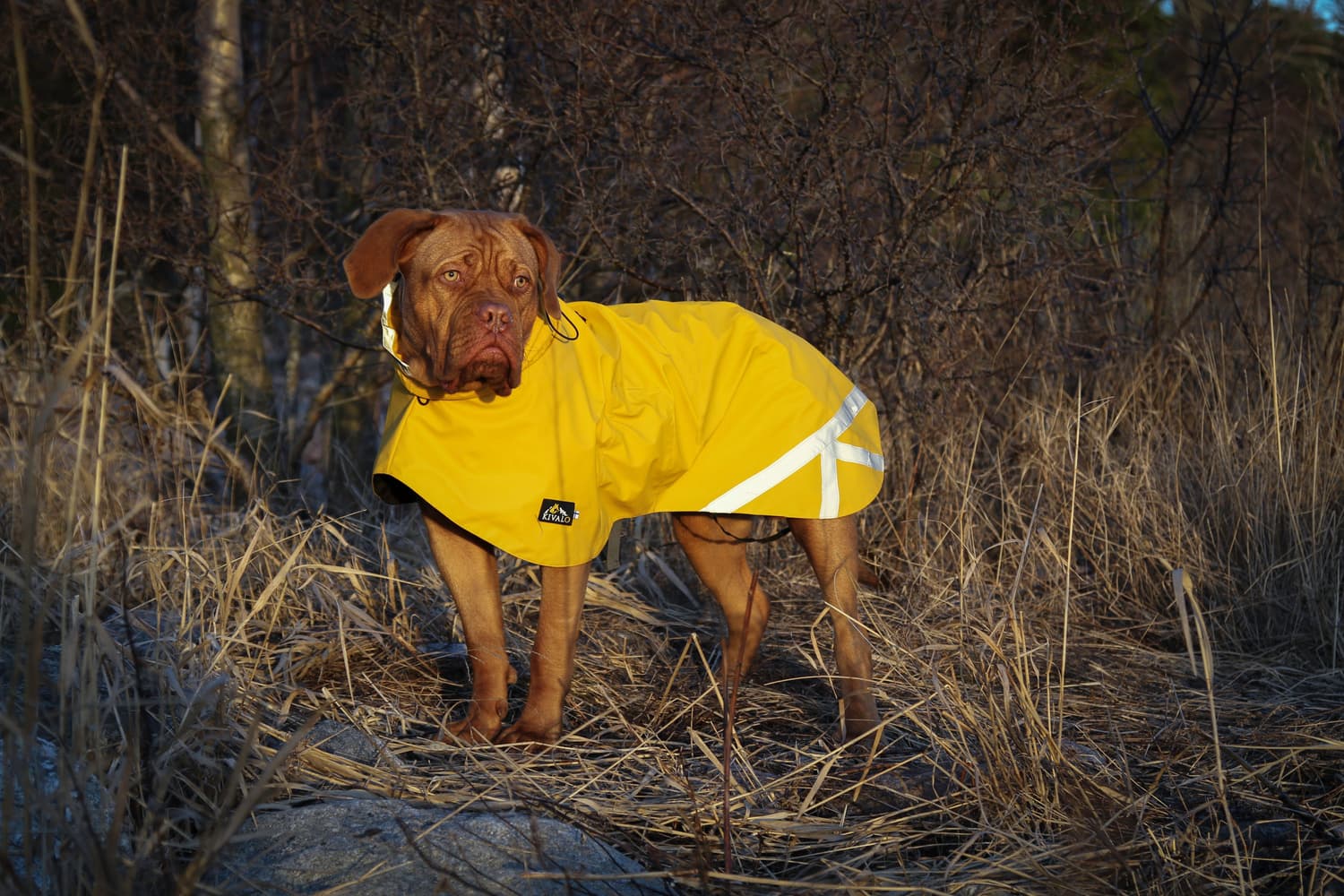 Niva Dog Raincoat Buttercup 60 cm, view: 3