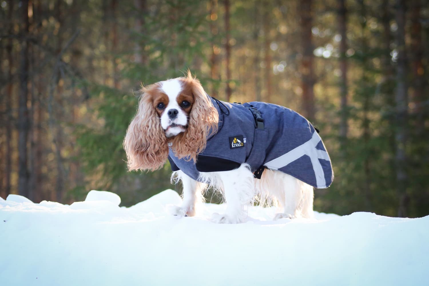 Luosto Dog Winter Jacket 55 cm Coil, view: 6