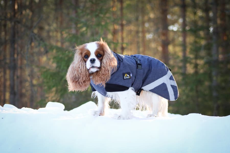 Luosto Dog Winter Jacket 55 cm Coil, view: 6