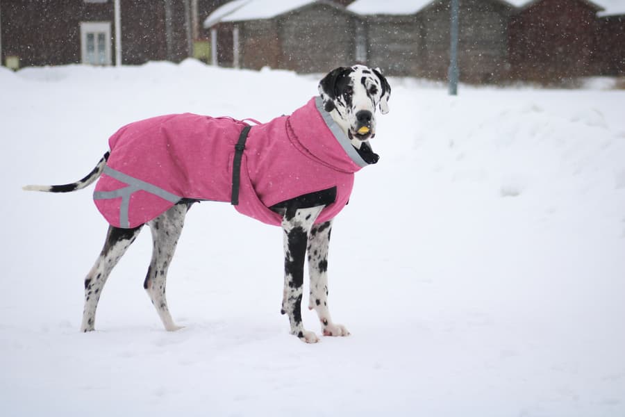Luosto Dog Winter Jacket 50 cm Pink, view: 4