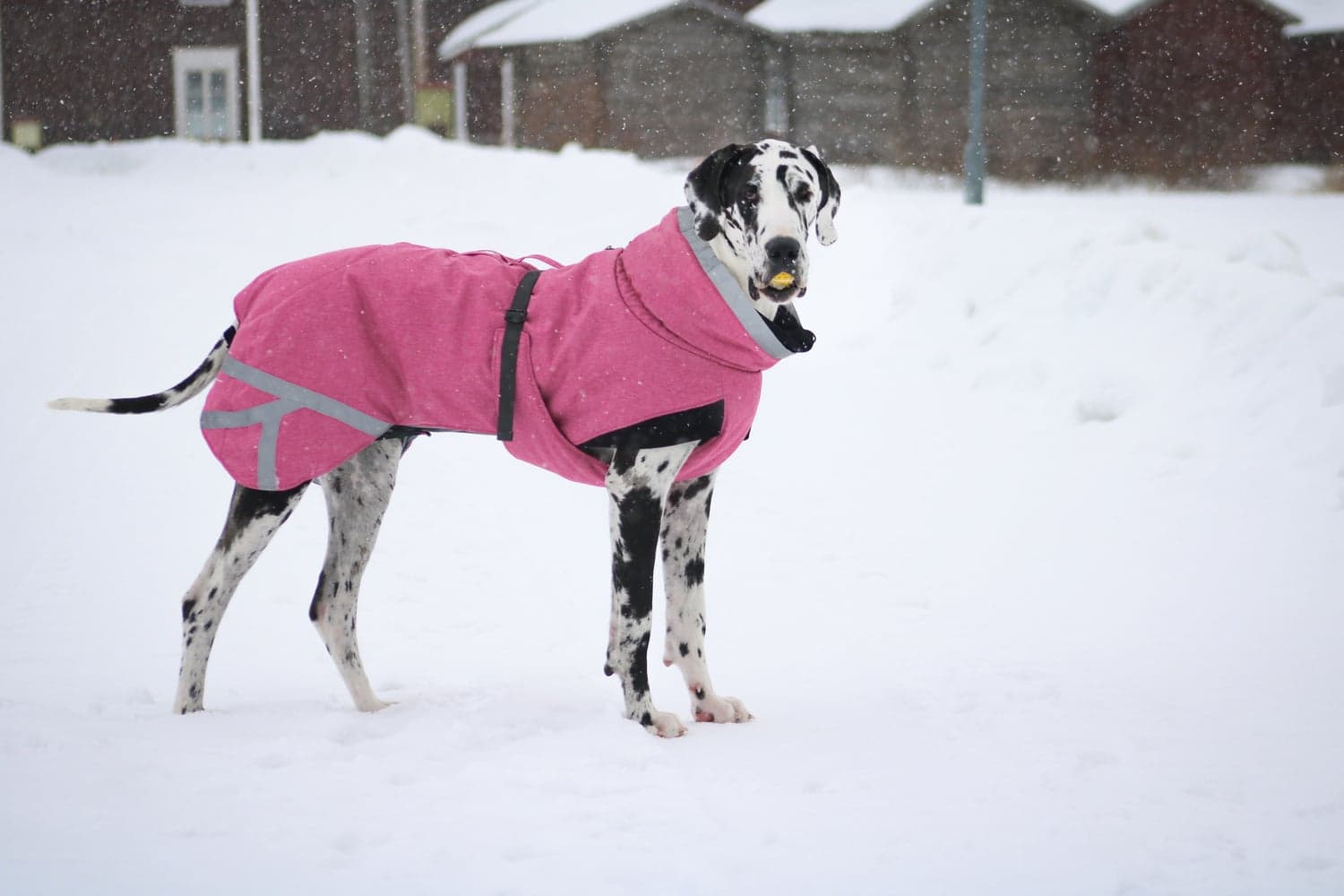 Luosto Dog Winter Jacket 35 cm Pink, view: 4
