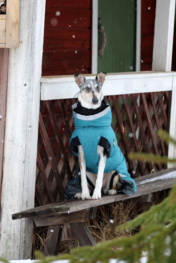 Luosto Dog Winter Jacket 50 cm Stream, view: 8