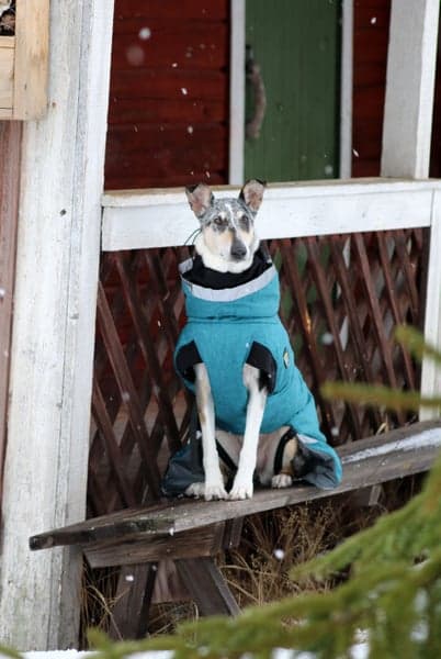 Luosto Dog Winter Jacket 50 cm Stream, view: 8