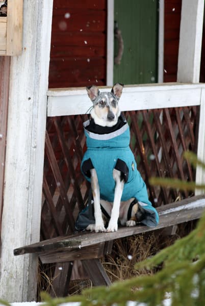 Luosto Dog Winter Jacket 45 cm Stream, view: 8