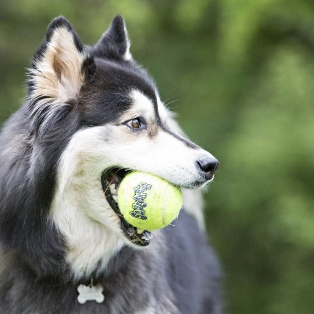 Airdog Squeaker Tennisboll 3-pack M, view: 1