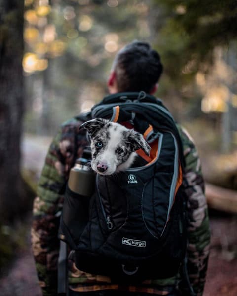 G Train K9 Pack Black, view: 4