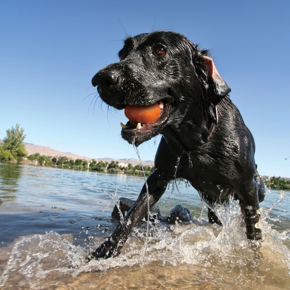 Skipping Stones Dog Toy 3 pcs, view: 3