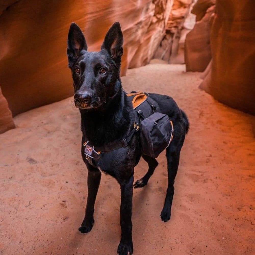 Baxter Backpack Black/Orange, view: 4