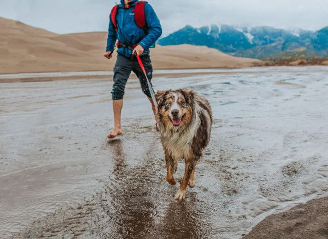 Quantum Leash Reflect & Protect Raspberry, view: 4