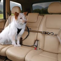 Auto Zip Line with Leash/Tether Black/Orange - view: 3