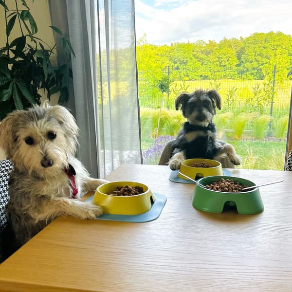 Hundeskål M 400 ml Beige, view: 2