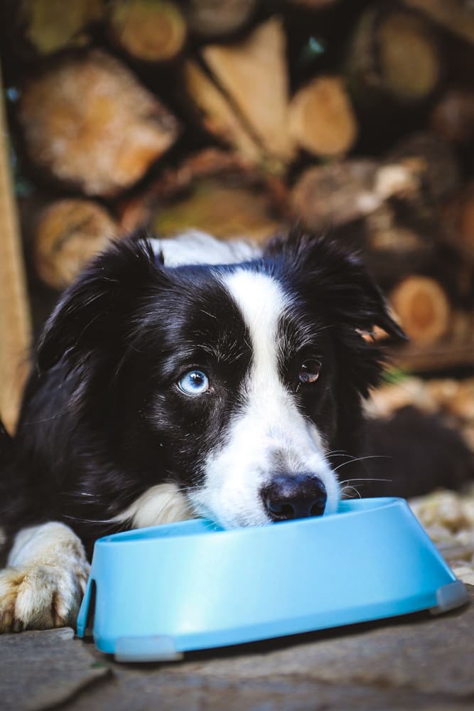 Hundeskål M 400 ml Mørkegrå, view: 1