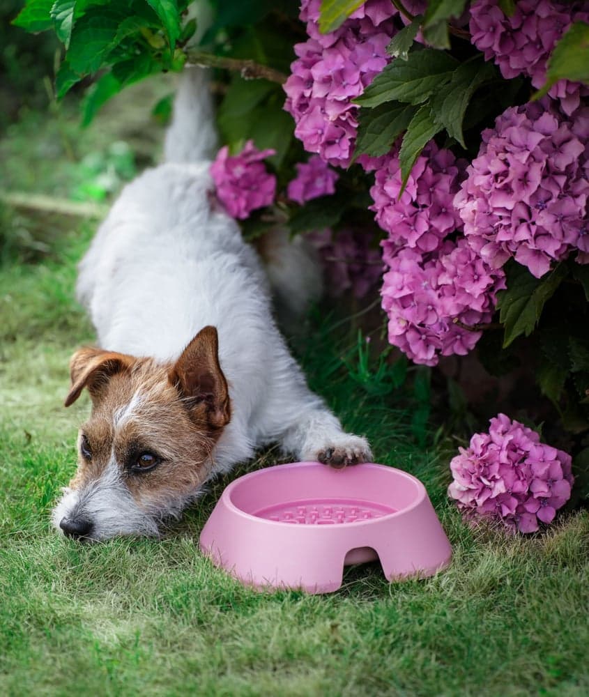 Hundeskål M 400 ml Beige, view: 1