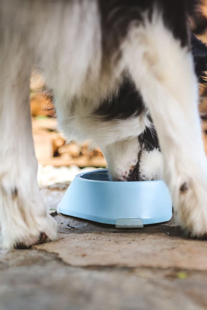 Hundeskål M 400 ml Lyseblå, view: 2