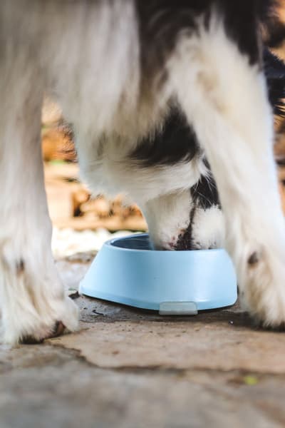 Hundeskål M 400 ml Lyseblå, view: 2