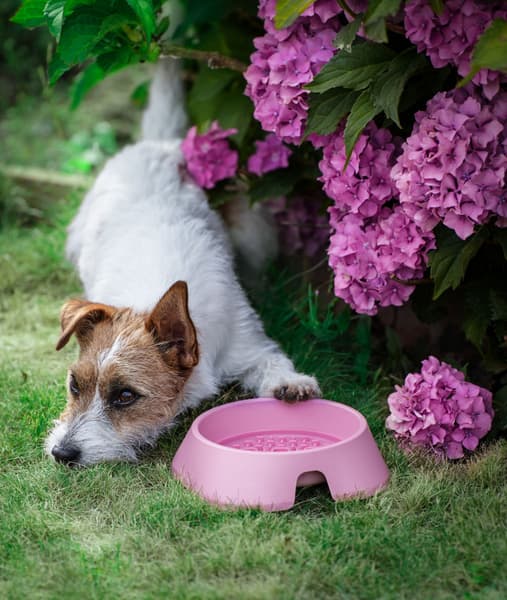 Hundeskål L 700 ml Rosa, view: 1