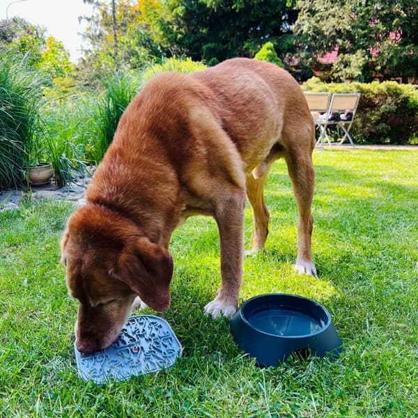 Hundeskål L 700 ml Gul, view: 2