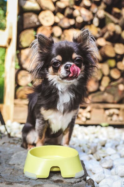 Hundeskål S 200ml Gul, view: 1