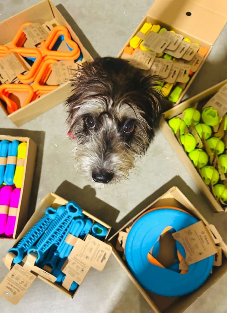 Hundefrisbee 25 cm Grønn, view: 4