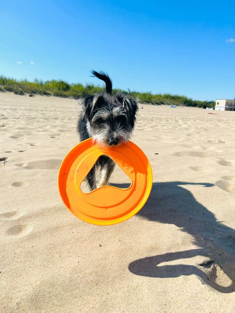 Hundefrisbee 25 cm Blå, view: 3